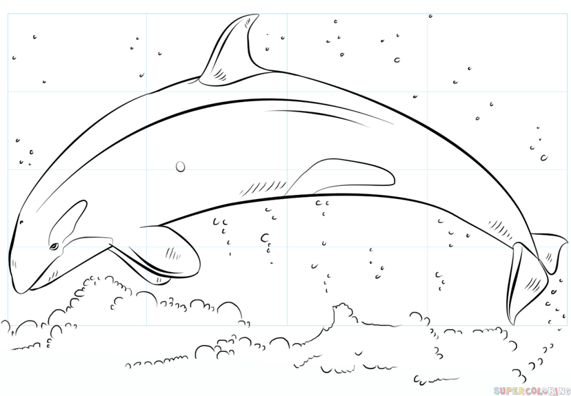 828x575 How To Draw A Killer Whale Jumping Step By Step Drawing Tutorials