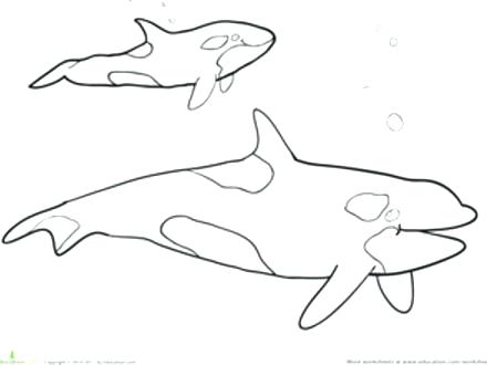 440x330 Killer Whale Coloring Pages Medium Size Of Coloring Drawing