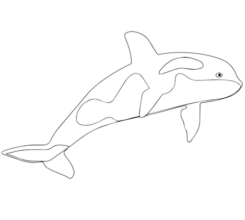 480x432 Killer Whale Or Orca Coloring Page Free Printable Coloring Pages