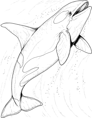 376x480 Orca Whale In The Ocean Coloring Page Free Printable Coloring Pages