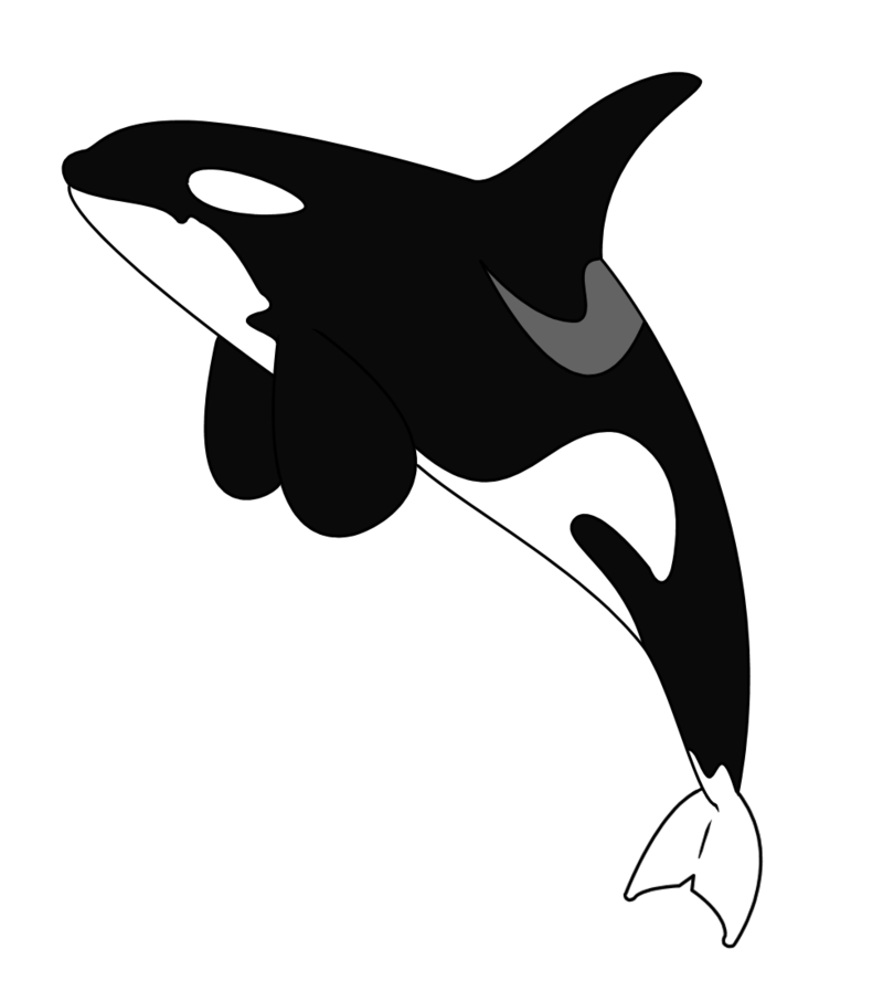 800x888 Orca Tattoo