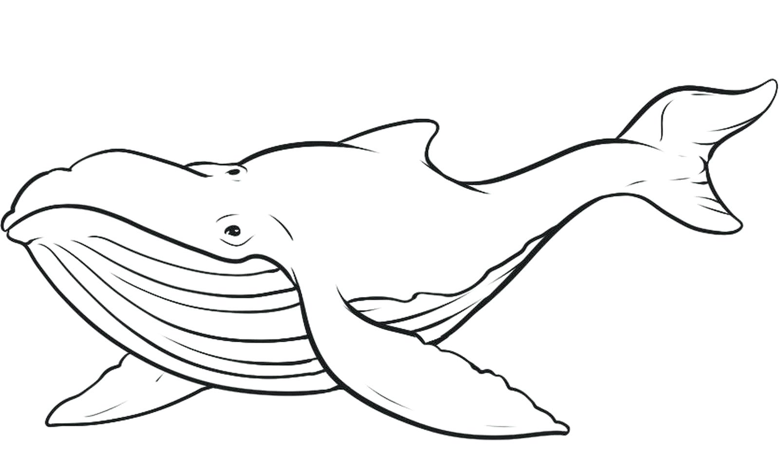 1600x938 Coloring Orca Coloring Pages Page Fascinating Draw Humpback Whale