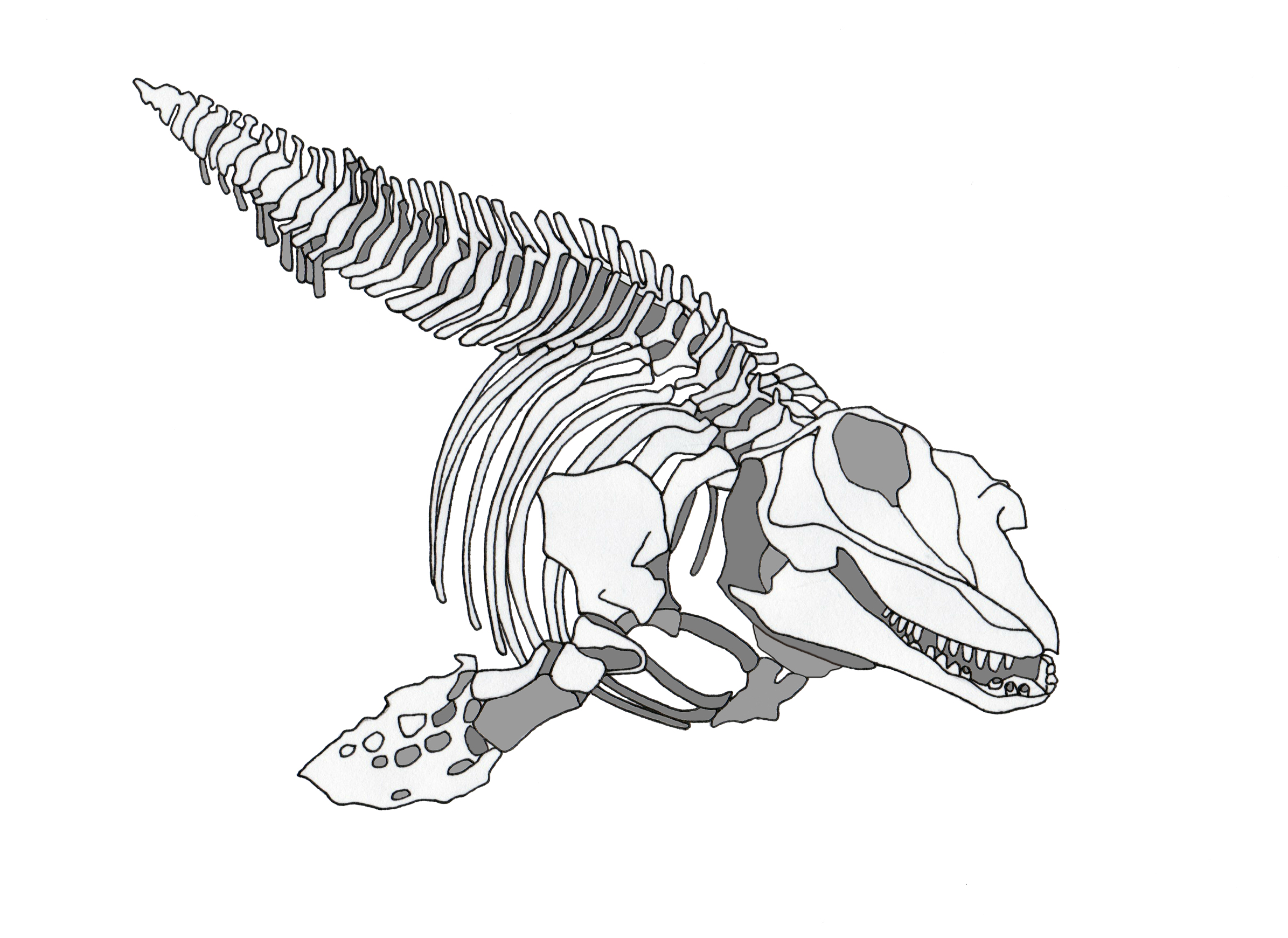 2391x1741 Jpeg Orca.jpg