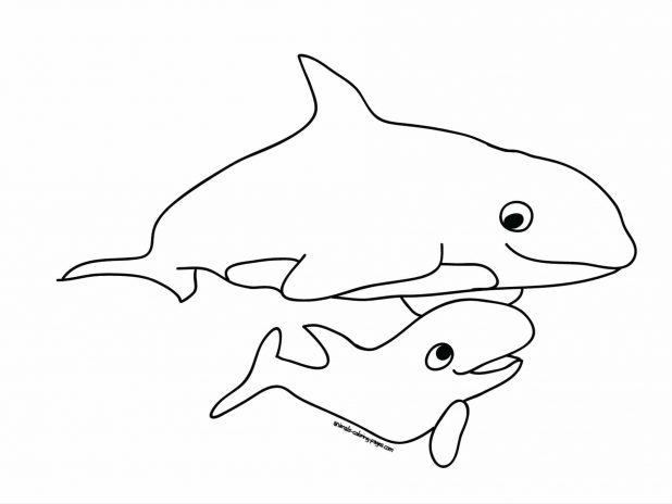 618x464 Coloring Pages Captivating Killer Whale Coloring Pages. Orca
