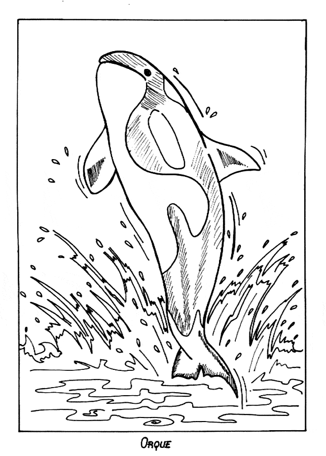 643x900 Killer Whale (Orca) Coloring Page
