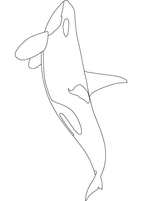 595x842 Killer Whale Coloring Page Line Drawing Of Killer Whale With Calf