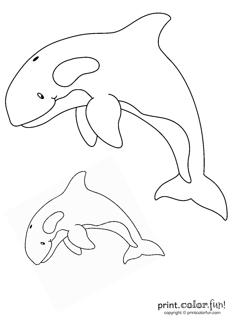 800x1100 Killer Whale Archives