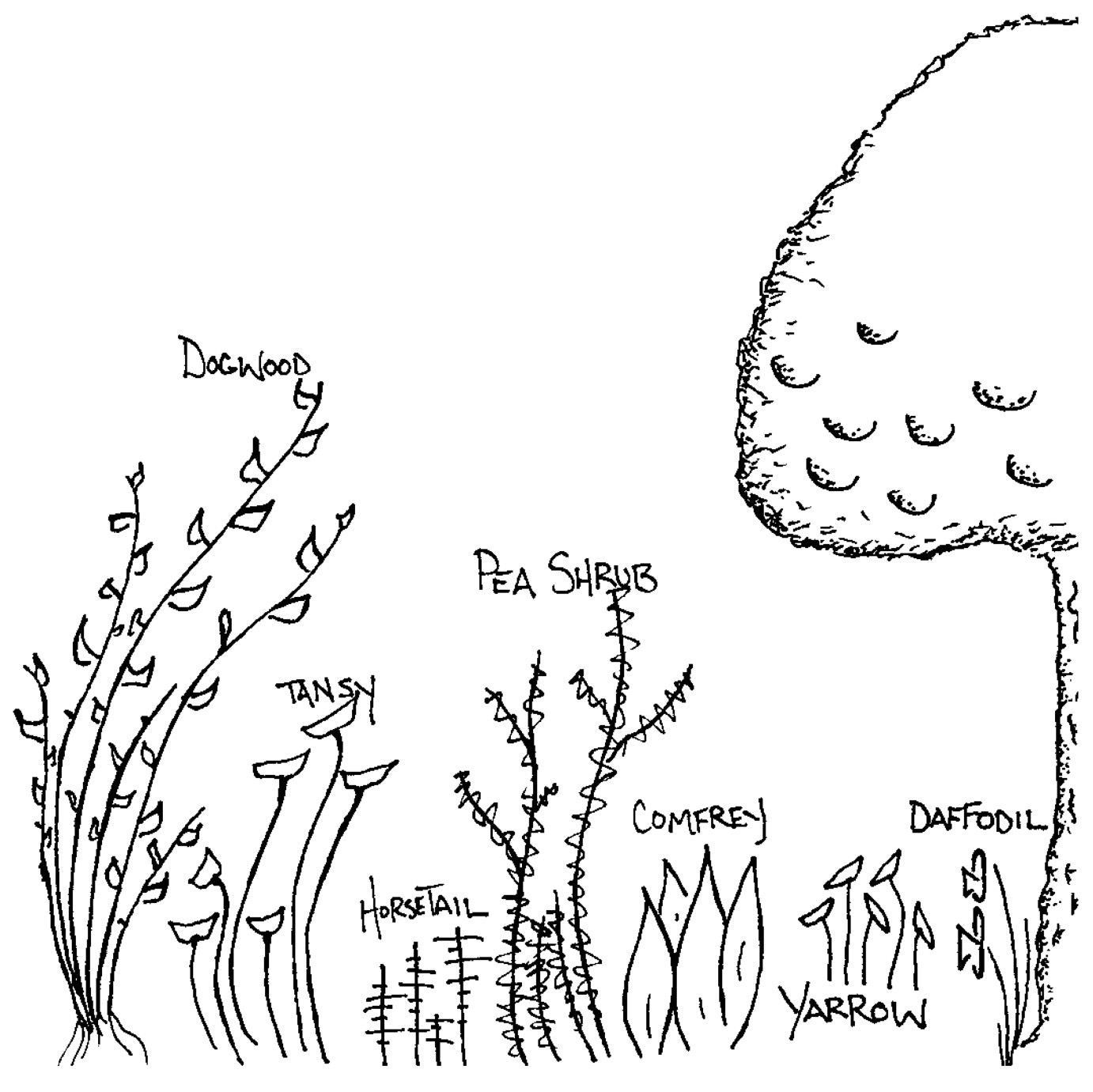 1382x1381 Orchard Understory Mortal Tree