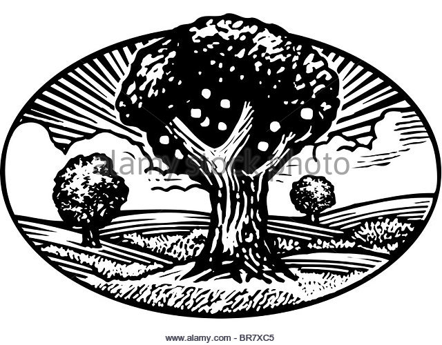 640x500 Painting Of The White Orchard Stock Photos Amp Painting Of The White