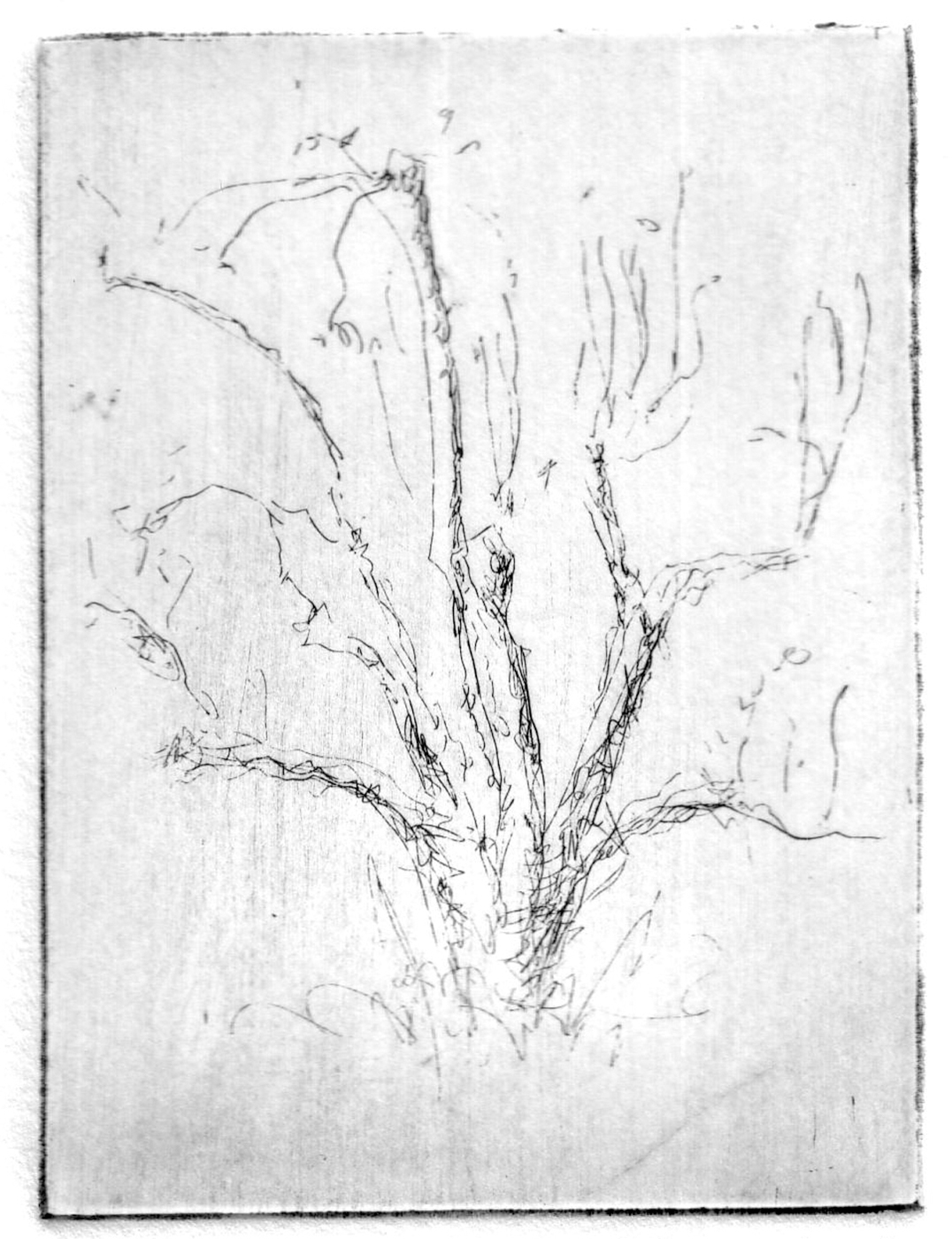 1076x1400 The Orchard Project Etchings Charles Earl Boone