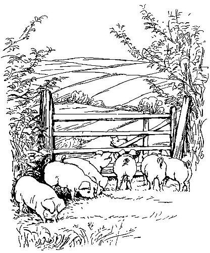 416x500 The Tale Of Little Pig Robinson