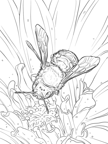 360x480 Blue Orchard Bee Coloring Page Free Printable Coloring Pages