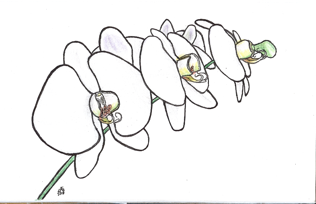 1024x661 Orchids A Gift Ink Sketch The Mad Scientist's Art Laboratory