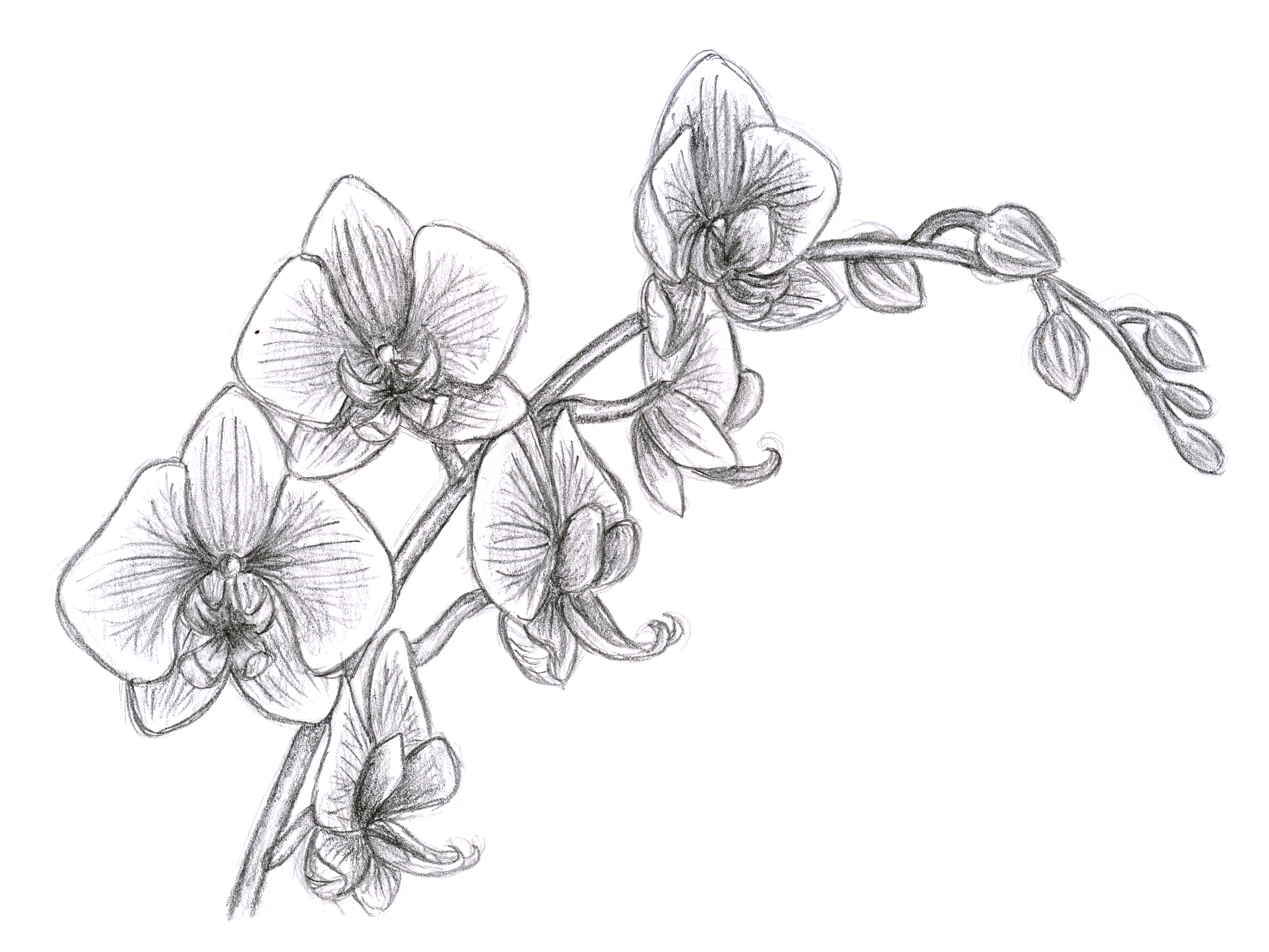 2756x2067 Oriental Orchid Pencil Study Drawings Oriental
