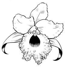 223x226 The Best Orchid Drawing Ideas On Orchid Tattoo