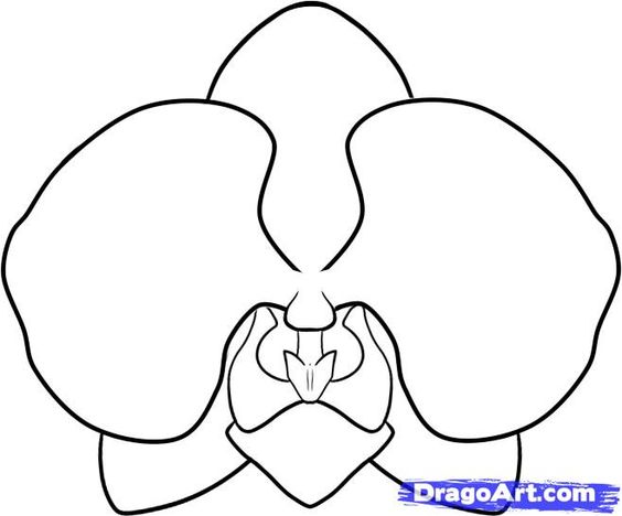 564x468 How To Draw An Orchid Art Amp Crafts Orchid