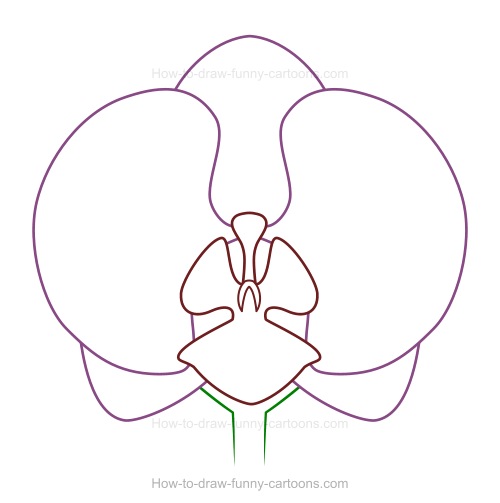 500x503 To Draw An Orchid