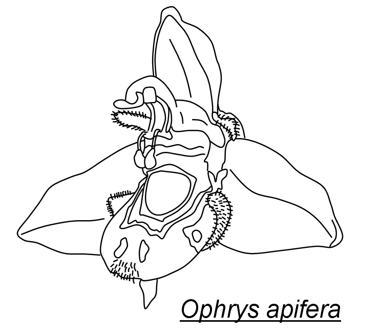 742x647 Orchid Drawing