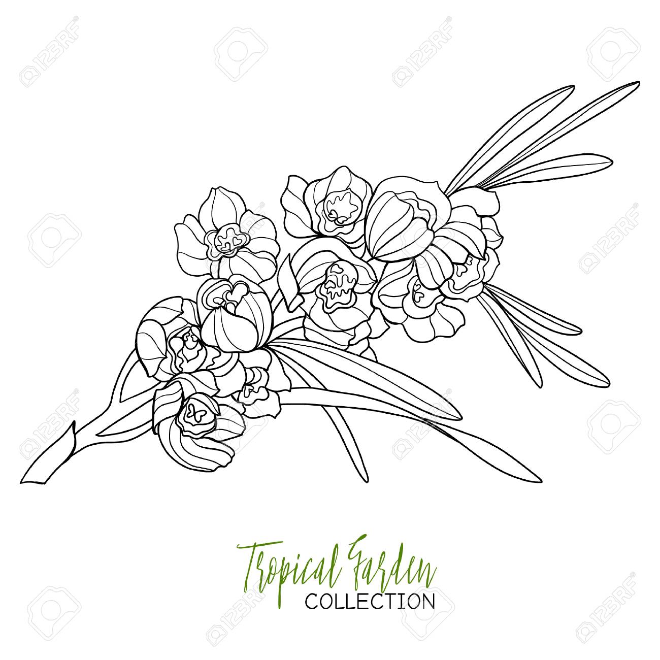 1300x1300 Orchid. Tropical Plant. Vector Illustration. Coloring Book