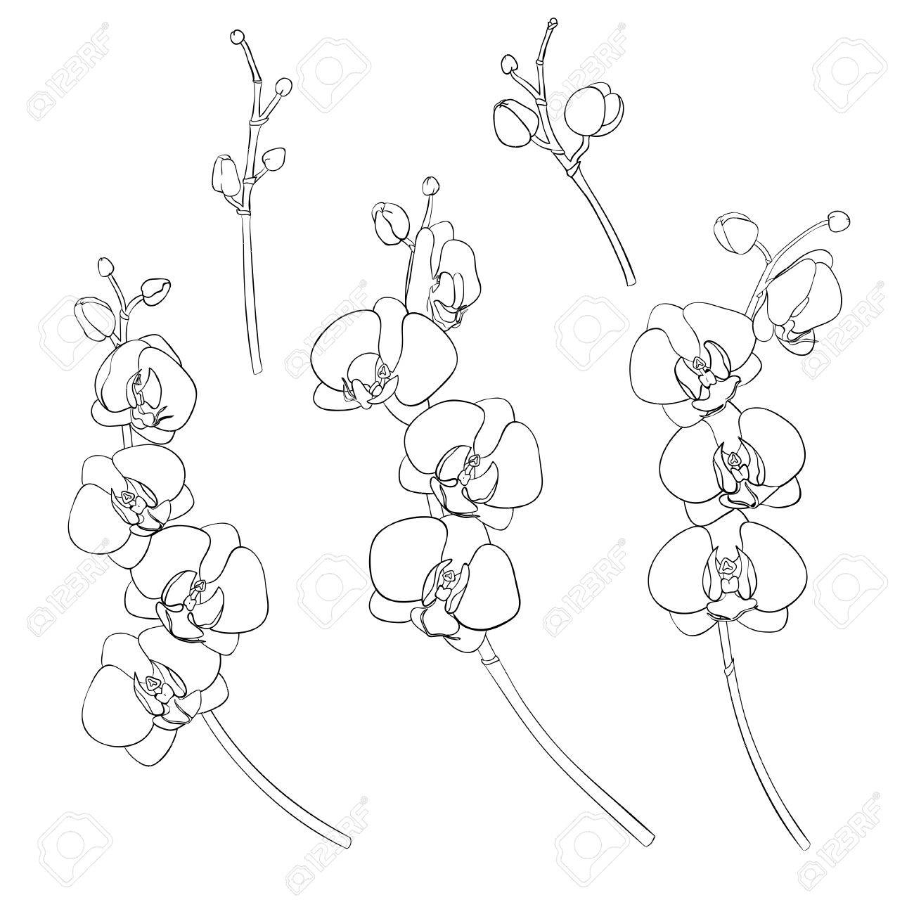 1300x1300 Set Of Isolated Branches Of Orchids Hand Drawn Black Outline