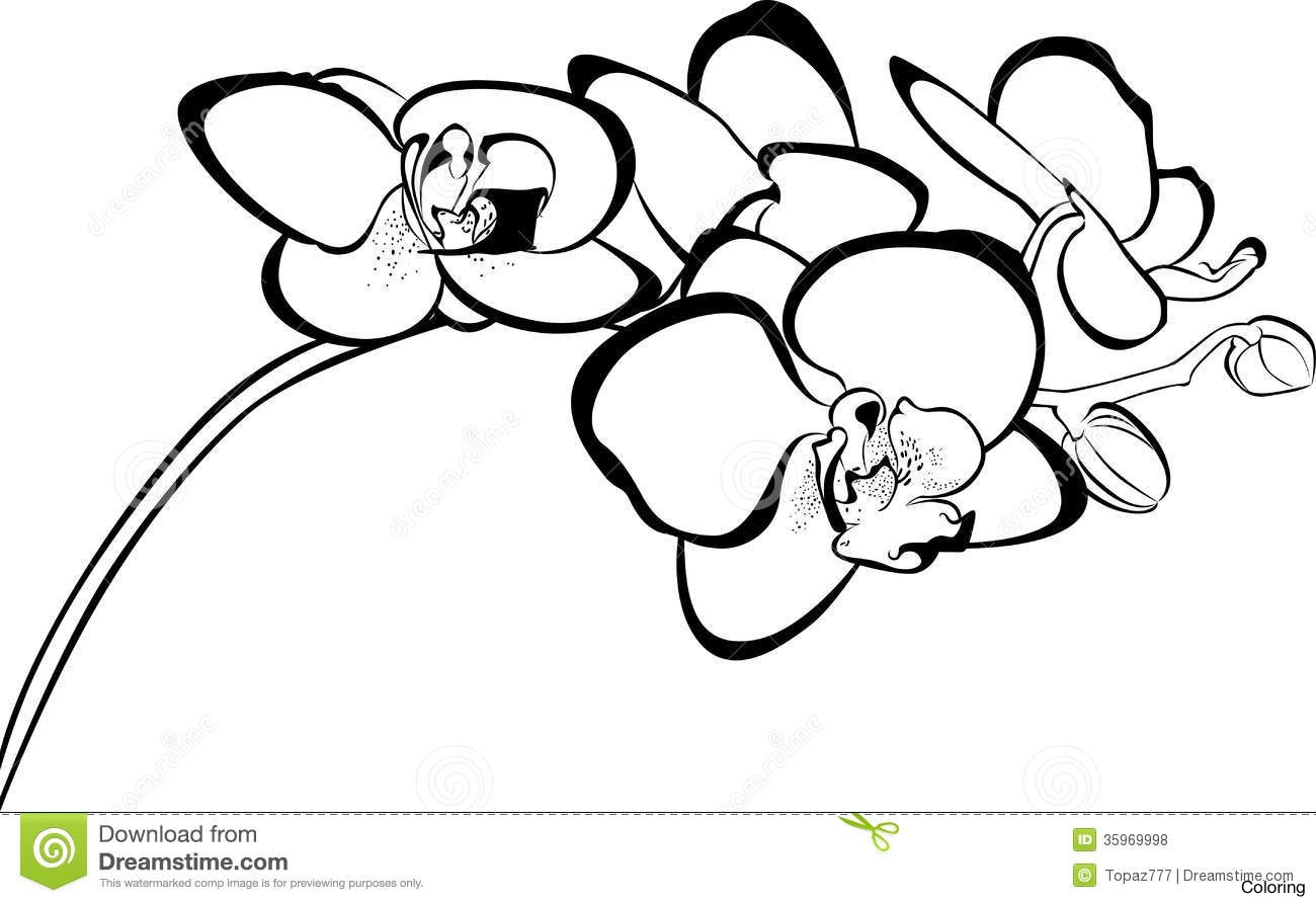1300x892 Simple Orchid Drawing Coloring Diaiz