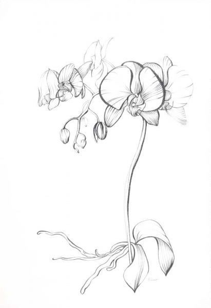 411x600 Drawn Plant Black Orchid