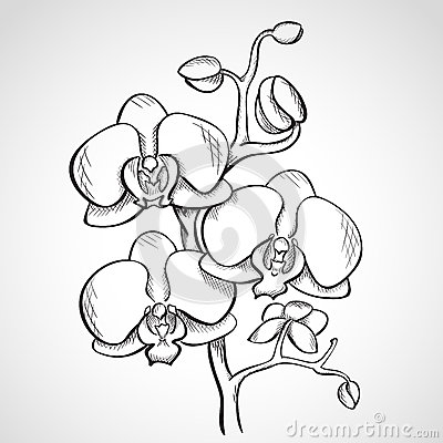 400x400 Sketch Orchid Branch Orchids Sketch Orchid
