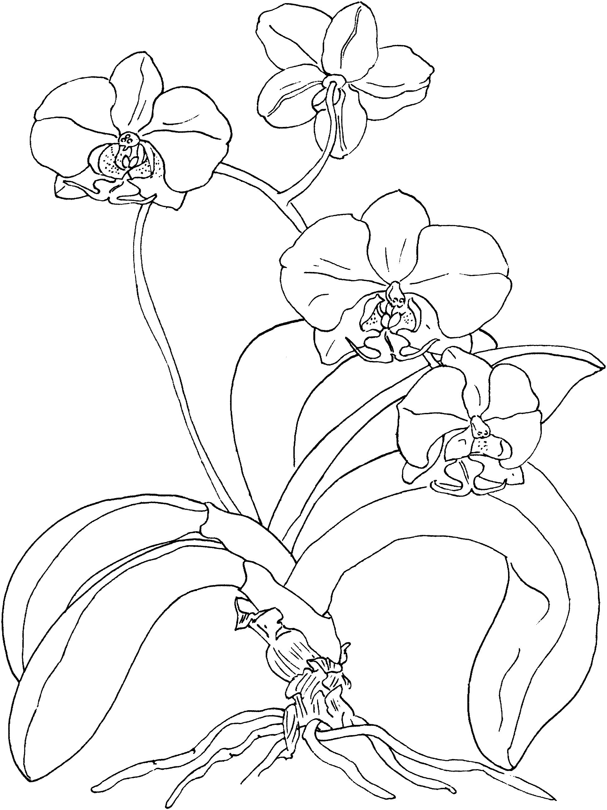 1945x2597 Orchid Drawing Outline