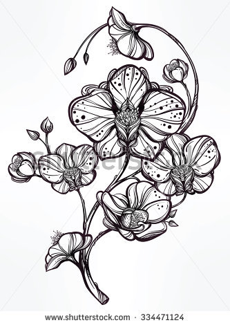 333x470 Drawn Plant Black Orchid