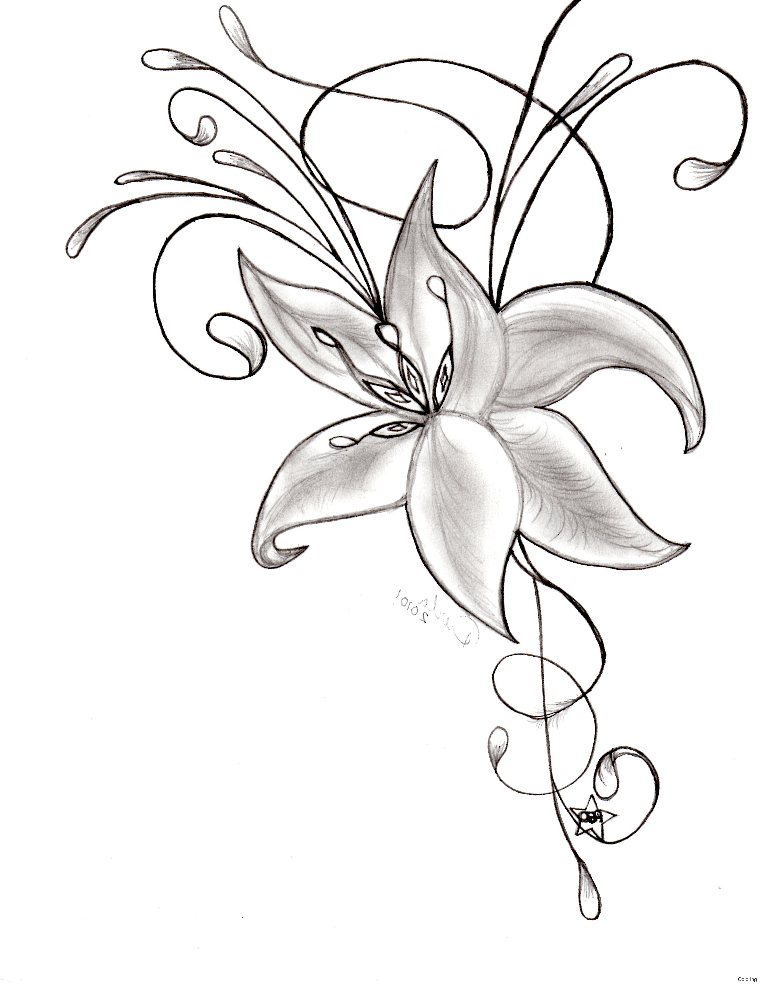 Orchid Flower Drawing at GetDrawings | Free download