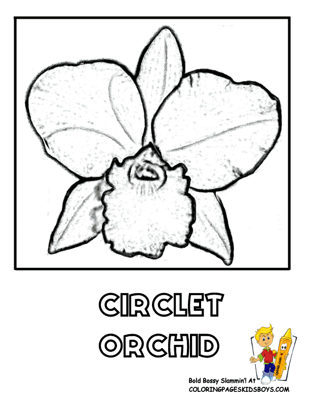 612x792 Free Flower Coloring Pages Orchid Flower Iris Picture Flower