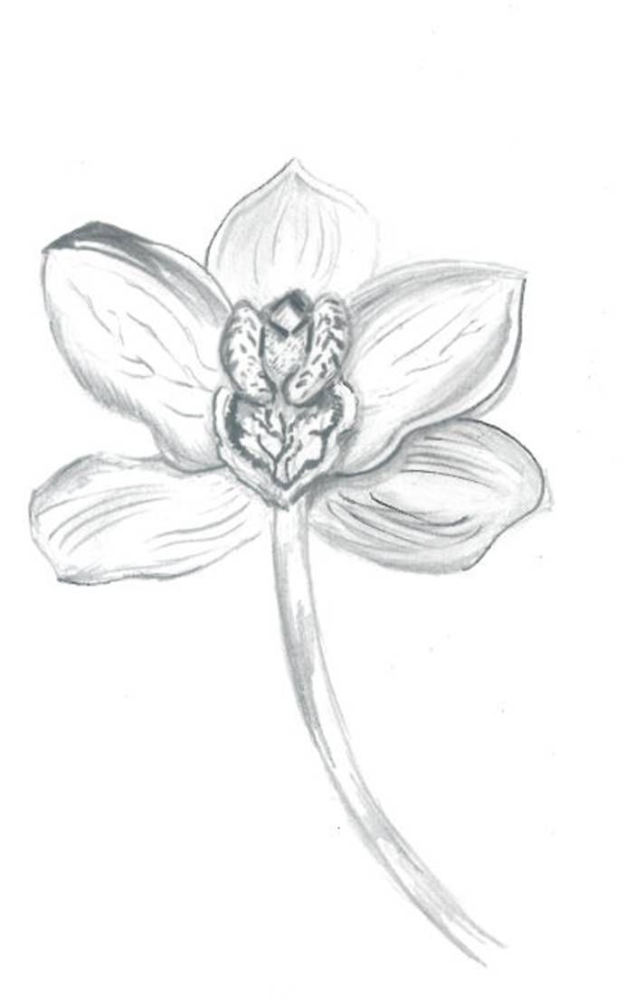702x1114 Gallery Orchid Pencil Sketches Draw