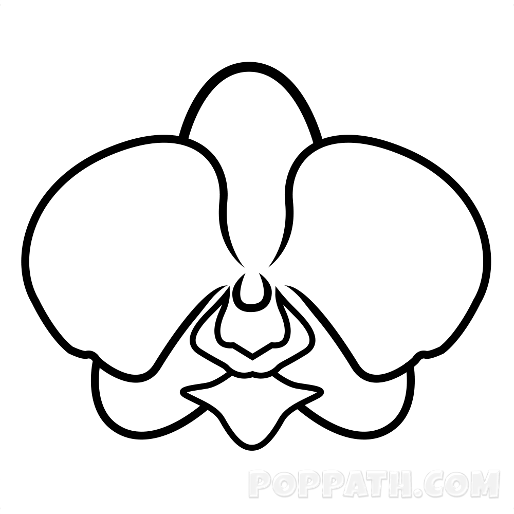 1000x1000 How To Draw An Orchid Pop Path