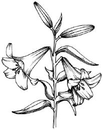 205x259 How To Draw Flowers Drawing Tutorials Amp Drawing Amp How To Draw