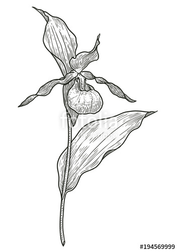 354x500 Lady's Slipper Orchid Flower Illustration, Drawing, Engraving, Ink