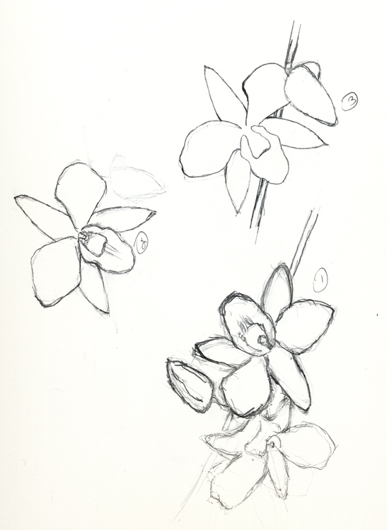 547x750 Nuncketest Orchid Sketching