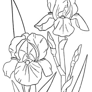 300x300 Orchid Flower Coloring Page Color Luna