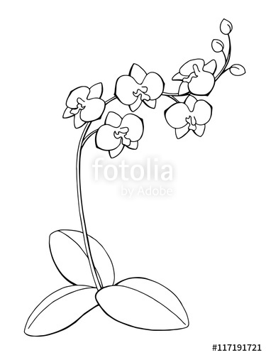 375x500 Orchid Flower Graphic Art Black White Isolated Sketch Illustration