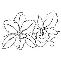 200x200 How To Draw An Orchid Pop Path. Full Size Of Excellent Orchid