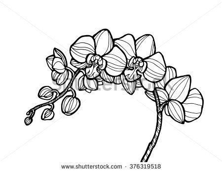 450x348 Orchid Flower Clipart