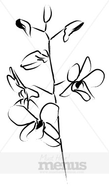 221x388 Dendrobium Orchid Line Art Flower Menu Graphics
