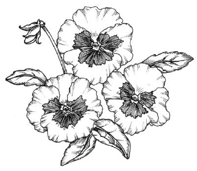 400x347 How To Draw Flower Images, Drawing Flowers And Illustrations