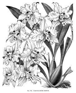 245x300 Odontoglossum Crispum, Orchid Clip Art, Black And White Graphics