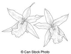 236x179 Orchid Sketch Orchid Sketch By Pktommy On Draw