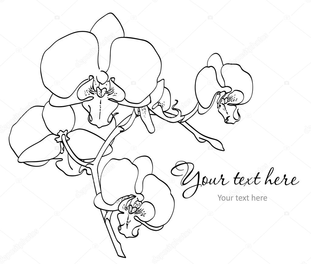 1024x870 Gousicteco Orchid Line Art Images