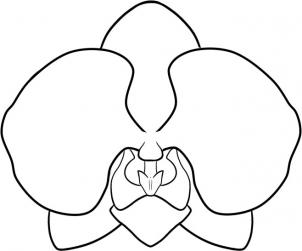 302x251 How To Draw An Orchid Art Orchid, Sketches