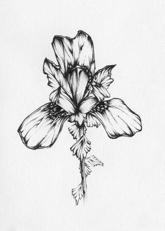 236x330 Iris Flower Sketch Drawing