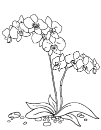 202x261 Orchid Coloring Page Coloring Pages 6 Orchid