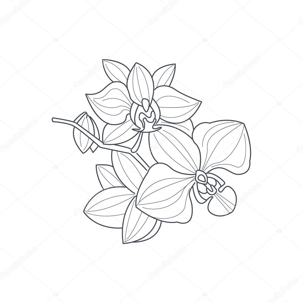 1024x1024 Orchid Flower Monochrome Drawing For Coloring Book Stock Vector