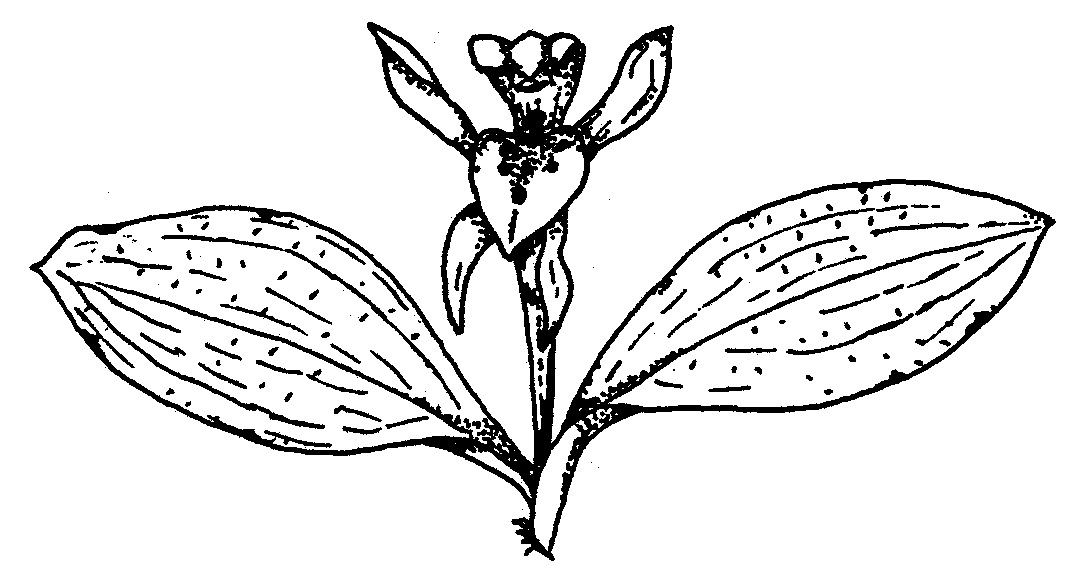 1077x570 Orchids The Field Naturalist Ballarat